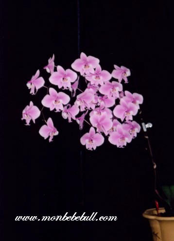 Phalaenopsis 8.jpg
